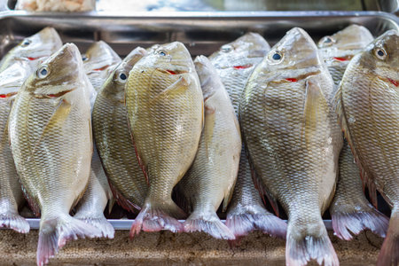 Emperor fish for sale at fresh market in Thaialnd. The scientific binomial name is Lethrinus lentjan.の写真素材