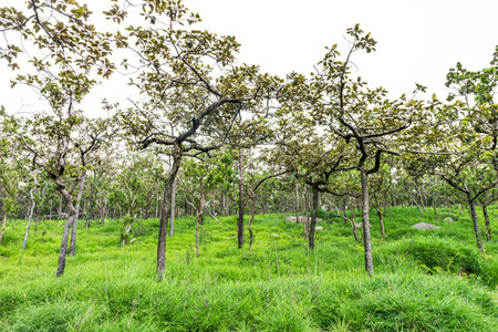 Curcuma alismatifolia plant field on hill of Pa Hin Ngam National Park. They are at Asian tropical savanna forest in Thep Sathit district, Chaiyaphum province, Thailand.の写真素材