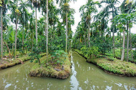 Lush Palm Orchard with Water Channels. View of a tropical palm orchard featuring neatly aligned areca palm trees surrounded by verdant vegetation and narrow water channels weave through the landscapeの写真素材