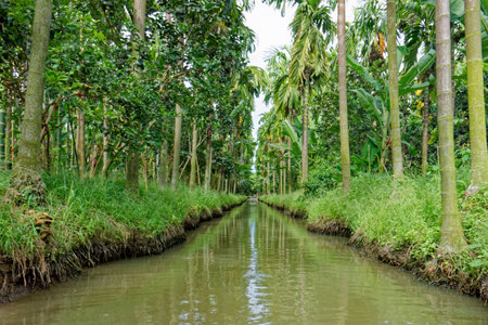 Green tropical Palm Plantation. This tranquil image shows a narrow waterway surrounded by tall areca palms and lush tropical vegetation.の写真素材