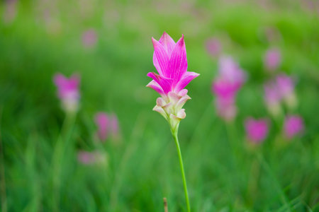 Vibrant Pink Siam Tulip Flower in a Lush Green Field. Close-up of a beautiful pink Siam Tulip, also known as Krachiao flower (Curcuma sessilis), blooming brightly in its natural green habitat.の写真素材