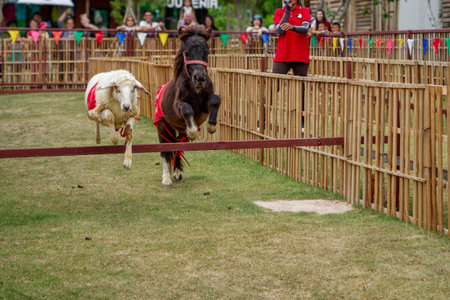 Energetic Shetland Pony and Sheep Hurdles Race on Green Grass Field. Two animals, jump over a hurdle during a fun race, watched by an enthusiastic crowd in the background.の写真素材