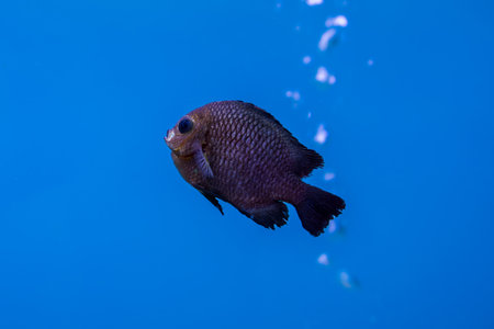 Black Damselfish in an aquarium. A black damselfish, also known as Neoglyphidodon melas, swims...