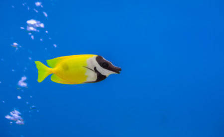 Vibrant yellow foxface rabbitfish (Siganus vulpinus) swimming in blue water. Bright yellow and black...