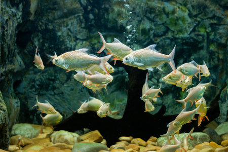 School of Red tail tinfoil barb (Barbonymus altus) in aquarium. School of Barbonymus altus,also known as Red-tail tinfoil barb,swims together over bed of smooth river rocksの写真素材