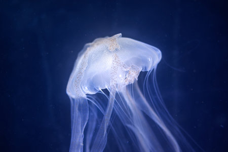 Translucent Jellyfish Drifting in Deep Blue Underwater Environment. A ethereal, translucent...