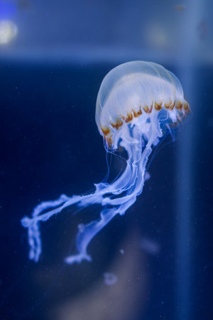 Luminous Jellyfish with Trailing Tentacles in Dark Blue Water. A vibrant jellyfish with a glowing...