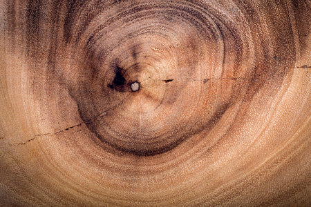 Surface and texture of tree rings and cracks.