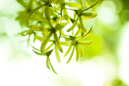 Green flowers on a background of the bright morning.の写真素材