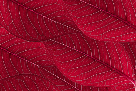 Abstract background red leaves arranged beautifully with detail and texture.