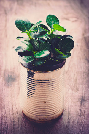 A potted plants in tin cans vintage styleの写真素材