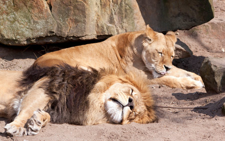 Lions sleepingの写真素材