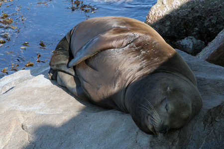 California,USA-september 28,208: A sleeping seal on the rocks at pier 39のeditorial素材