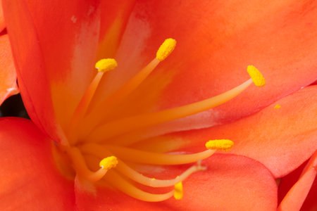 Amsterdam,The Netherlands-march 22,2015: Clivia close up or St. Joseph Plant is a genus of the...