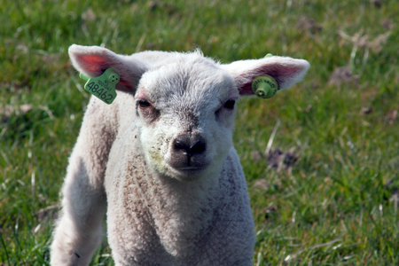 The Hague ,Netherlands-april 10, 2015:  little baby lamb in the meadow with earmarksの写真素材