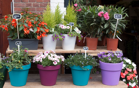 Amsterdam Netherlands,May 29 2015: flowers and plants at the flower market in Amsterdamのeditorial素材