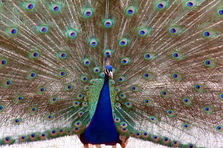 nancy,france-june 12, 2015: peacock spreading his feathers to impressのeditorial素材