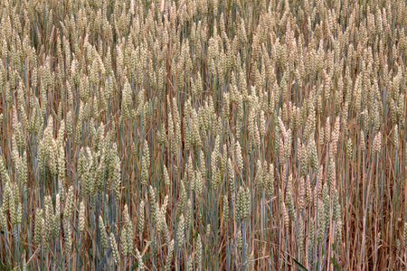 Wheat is a crop which made flour is the basis for bread and other baking productsのeditorial素材