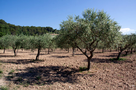 Avignon,france-june 24, 2015: Olive trees in a sunny fieldのeditorial素材