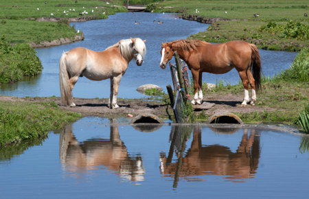 The Hague,netherlands-may 24, 2015: two horses in a meadow with reflection in the waterのeditorial素材