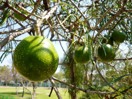 Thevethia tree with its toxic fruit in Mexicoの写真素材