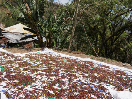 Coffee cherries drying in the sun in Mexicoの写真素材