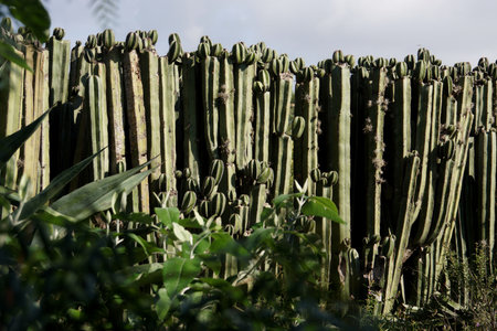 A wall made out of cactus in Mexicoの写真素材