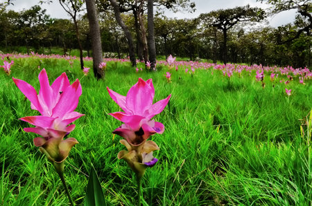 The pink flower in field.  The season can see flower from June till August in Thailandの写真素材