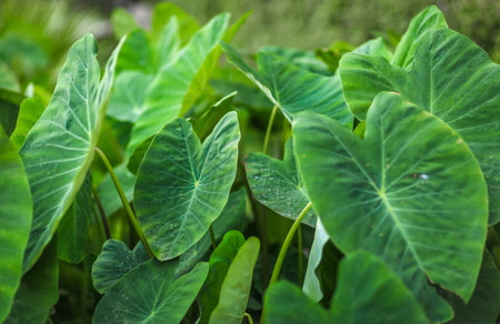 Many big leaf abstract background with filter fresh colorの写真素材