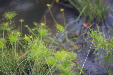 close up a small plant with selective focus and blur abstract background.の写真素材