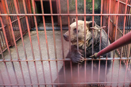 the big bear is looking for someone give food and freedom in cageの写真素材