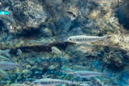 Many small salmon fish, underwater view, age 8 - 12 months, Selective focus one of them.の写真素材