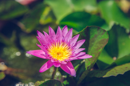 Pink lotus in nature background and greenery fresh with vintage filter.