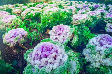Frozen dew on vegetable in the Morning, vegetable farm and selective focus. organic background.の写真素材