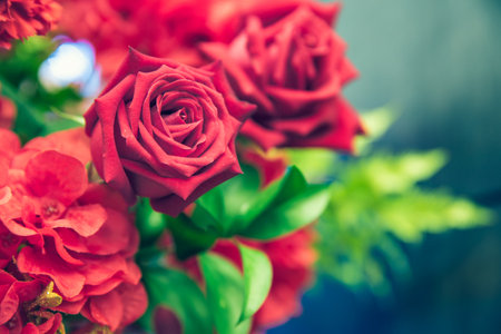 Abstract background, Decorate flowers is many red rose and selective focus.の写真素材
