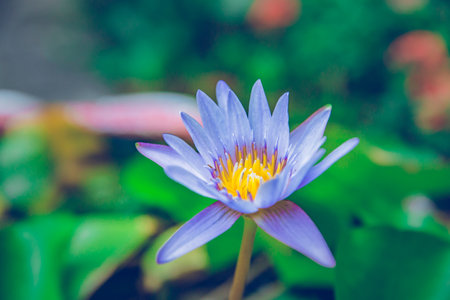 Pink lotus in nature background and greenery fresh with vintage filter.の写真素材