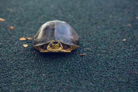 Turtle is shy inside shell on the floor, take head for looking someone. Animal abstract background.の写真素材