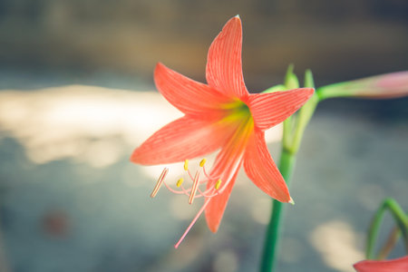 Hippeastrum johnsonii Bury (Amaryllidaceae) Flowers and greenery fresh with vintage filter.の写真素材