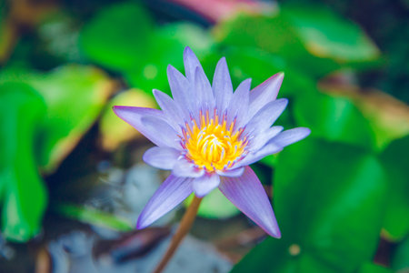 Pink lotus in nature background and greenery fresh with vintage filter.の写真素材