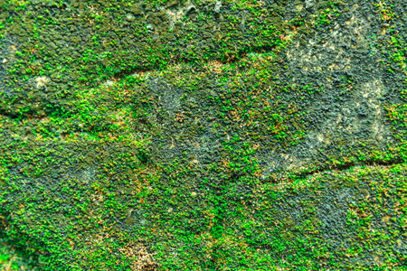 green moss is grow up on the old wall, to show texture greenery background.の写真素材