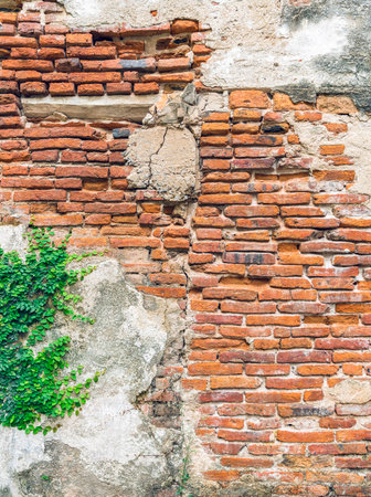 Vintage background, The old wall is show detail of brick in long time ago. and a small plant is grow up on the wall. Abstract wallpaper with vintage filter.の写真素材