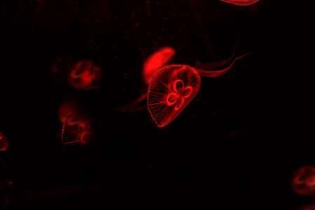 Abstract background, red transparent Jellyfish in dark background.の写真素材