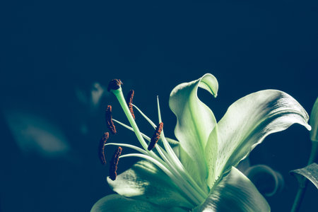 Wild tulips, close up on flower with blue background, selective focus and effect filter, greenery natural background.の写真素材
