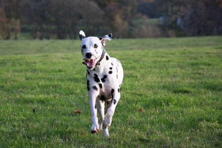 young Dalmatian dog running over a fieldの写真素材