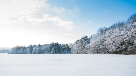 Snow covered trees in winter forest landscape against blue skyの写真素材