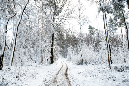 Snow covered trees with path in winter forest