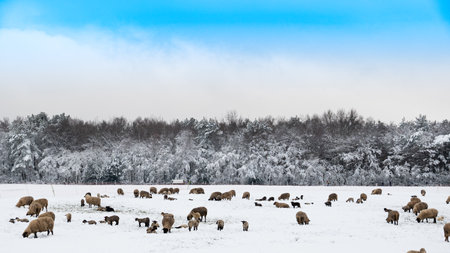Flock of sheep in the snowの写真素材