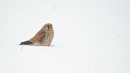 Beautiful portait of Kestrel Falco Tinnunculus outdoor sitting in snowの写真素材