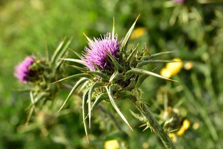 two thistles in front of yellow meadow flowersの写真素材