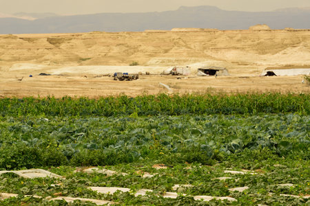 intensive cultivation of dry land at the Dead Sea